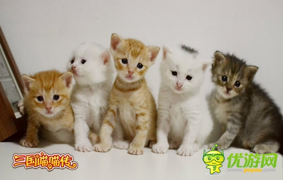 喵小姐與喵星人 《三國喵喵傳》愛貓在身邊