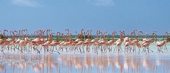 物盡其用人盡其才 一個好的IP改怎么運(yùn)營